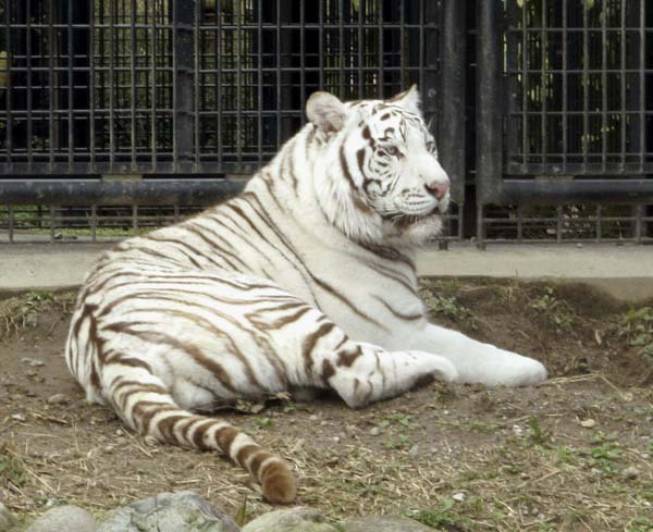 ホワイト タイガー