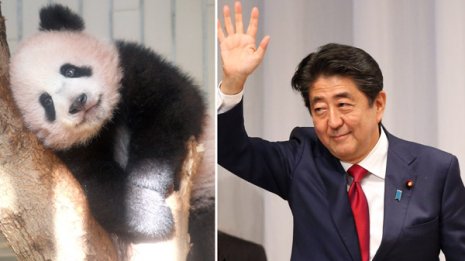 日中首脳会談の目玉 安倍首相“パンダ外交”で人気取り画策