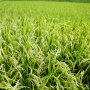 外国籍の種子企業参入 農薬まみれの米が日本にあふれる？