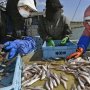 農水省 「漁業制度の大改革」は奥原正明前次官の置き土産