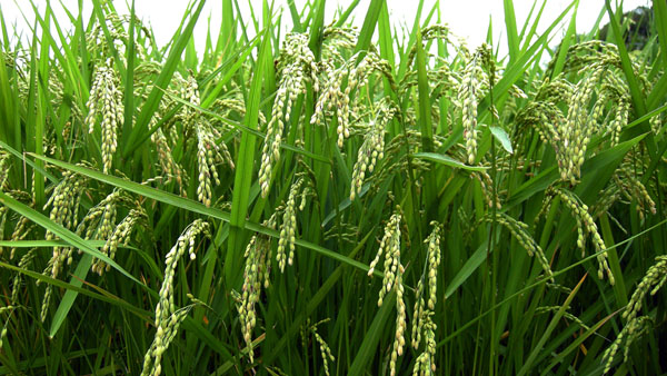 種が値上がりすれば米価格にも影響（Ｃ）日刊ゲンダイ