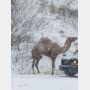 ドライバー大喜び 猛吹雪の国道にラクダが出現したワケは