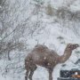 ドライバー大喜び 猛吹雪の国道にラクダが出現したワケは