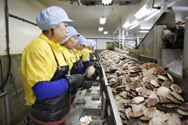 北海道の食品加工場でホタテの貝殻をむく技能実習生たち（Ｃ）共同通信社