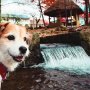 愛犬とのんびり過ごす八ヶ岳・清里の自然と星野リゾート