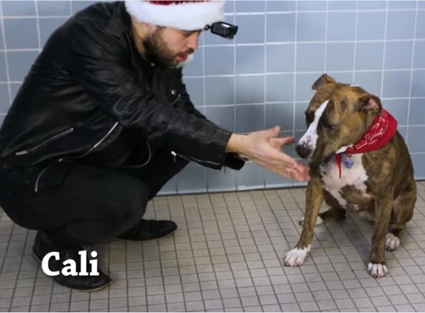 手品 を見た犬の反応は 動物愛護施設の動画がバカ受け 日刊ゲンダイdigital