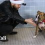 “手品”を見た犬の反応は…動物愛護施設の動画がバカ受け
