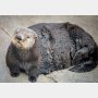 飼育ラッコに「太ってる」米水族館がセクハラ発言で大炎上