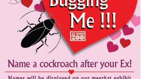 あなたの元カレの名前をゴキブリに付けて動物の餌にします