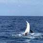 遭遇率は97・5%！クジラを間近で見られる沖縄・座間味島 