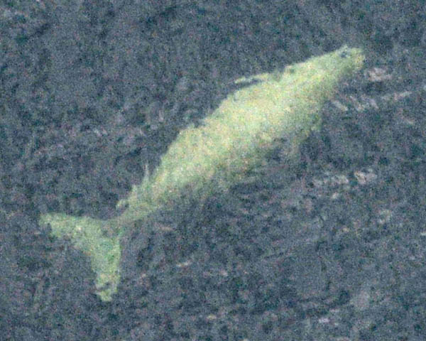 辺野古の沖合を泳ぐジュゴンとみられる海獣（14年8月）／（Ｃ）共同通信社