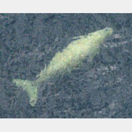 辺野古の沖合を泳ぐジュゴンとみられる海獣（14年8月）／（Ｃ）共同通信社