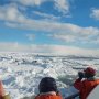 羅臼・根室でオホーツク海の流氷とオオワシのど迫力を体験
