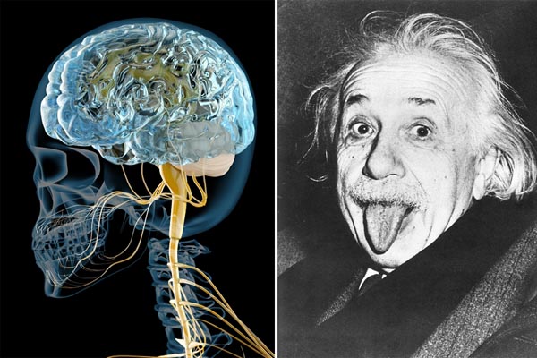 前頭葉の“ある部分”が異常に発達、アインシュタイン（右）の脳の重さは1230ｇだった（Ｃ）ＵＰＩ＝共同