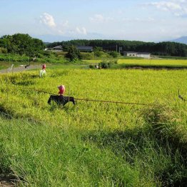 田んぼは観光資源 外国人観光客が泊まりたくなる工夫とは