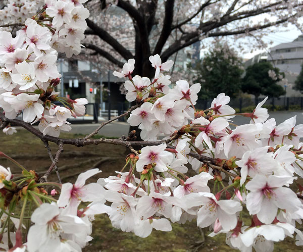 木1本当たり100万枚 桜の花びらは散るとどこへいくのか 日刊ゲンダイdigital