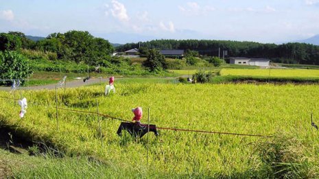 【耕地】日本農業の深刻さ 後継者不足で東京都8個分が減少