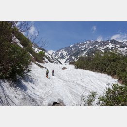 大雪渓を進んで行くと高山植物も楽しめる（Ｃ）日刊ゲンダイ