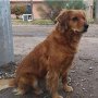 飼い主逮捕され 警察前で1年待ち続けるアルゼンチンの忠犬