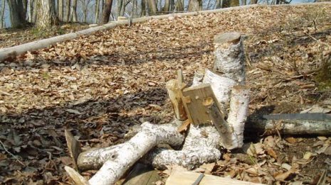 森歩きは“脳疲労”を癒やしてくれる優しい刺激に満ちている