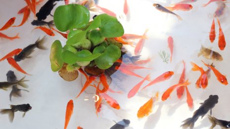 キンギョの全ゲノム解読成功 ヒトの難病研究に応用も期待