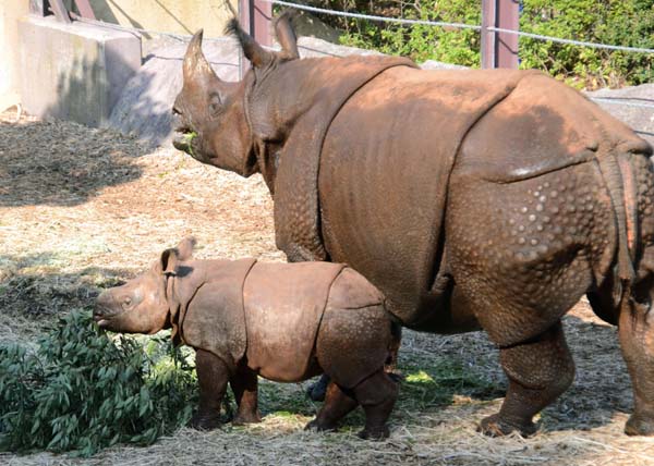 多摩動物公園で飼育員死亡 おとなしい サイに何が起きた 日刊ゲンダイdigital