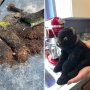 全米ホッコリ…14年前になくした黒猫の縫いぐるみを発見！