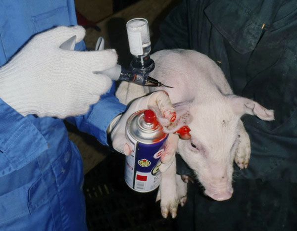 豚コレラ感染予防のため、ワクチンの接種を受ける豚（三重県提供）