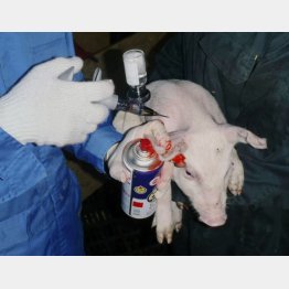 豚コレラ感染予防のため、ワクチンの接種を受ける豚（三重県提供）