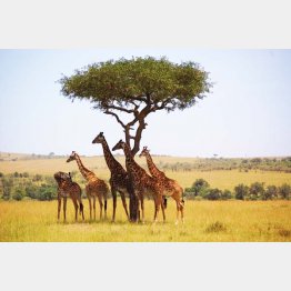 ケニアのマサイマラ国立保護区（提供写真）