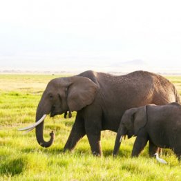 象牙製品がゴミになってしまう日
