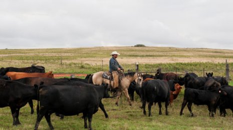 ホルモン入り米国牛肉は延々と日本に押しつけられる宿命