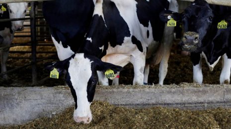 食肉だけじゃない ホルモン入り米国牛乳と乳製品の危険性