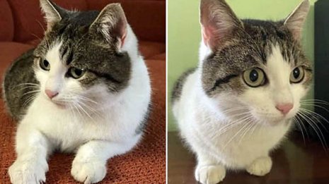 この猫を3570万円で!モスクワでギネス級価格がついたワケ