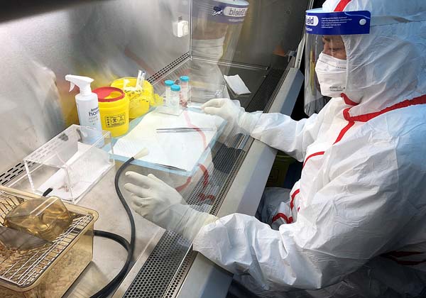 SARSやエボラを扱える施設（武漢病毒研究所から）