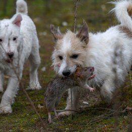 7時間で730匹を駆除！最強のネズミ・ハンターは猫じゃない