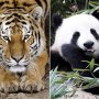 トラで精力増強&視力回復 パンダはカブと一緒に煮て食べる