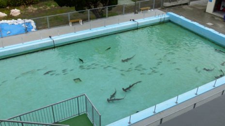 日本にここだけ「廃校水族館」と「モネの庭」を支える人々