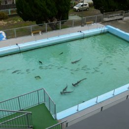 日本にここだけ「廃校水族館」と「モネの庭」を支える人々