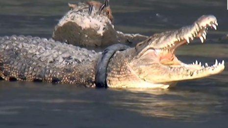 ワニの首にタイヤで死の危険？懸賞金付き救出作戦の行方は