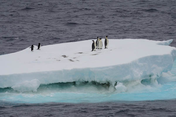 流氷に乗るペンギンたちはどうなる？（Ｃ）新華社／共同通信イメージズ