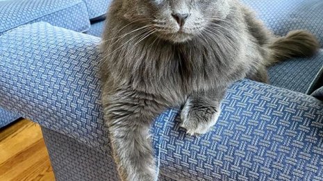 斜視の猫がインスタで超人気に…チャリティーで66万円!