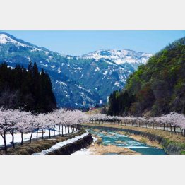 筆者が約6年間暮らした越後湯沢の美しい春（提供写真）
