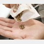 新型コロナの影響か？ 備蓄もできる「昆虫食」が売り切れ