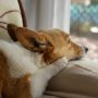 香港で飼い犬が新型コロナ陽性…ペットと自分を守る注意点