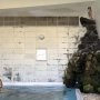 「華報寺共同浴場」新潟県阿賀野市 足元から湧き出す源泉