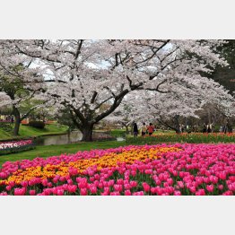 桜とチューリップの庭園（はままつフラワーパーク）／（提供写真）