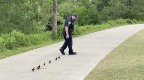 癒やされる…警官が迷子の子ガモを母親の元に先導する動画