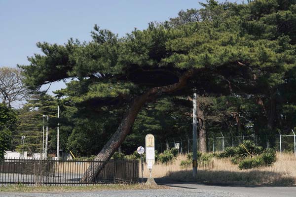 竹村が大阪大学の同級生と散歩した旧動燃周辺には随所に松の木が植えられている（撮影：友永翔大）