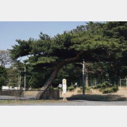竹村が大阪大学の同級生と散歩した旧動燃周辺には随所に松の木が植えられている（撮影：友永翔大）